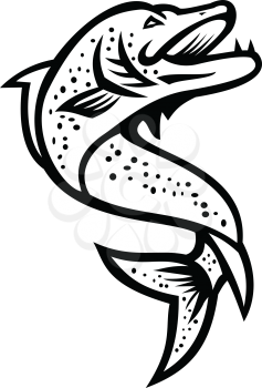 Black and White Mascot illustration of a Northern pike, Esox, Muskellunge, Tiger muskellunge or muskie fish viewed from high angle on isolated background in retro style.