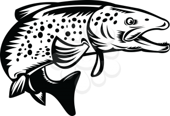Retro woodcut style illustration of a Spotted or speckled trout Fish Jumping on isolated background done in black and white.