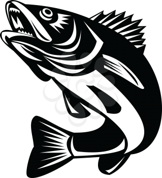 Black and White Illustration of a Walleye (Sander vitreus, formerly Stizostedion vitreum), a freshwater perciform fish jumping up on isolated background done in retro style. 