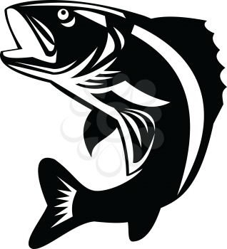 Black and White Illustration of a Walleye (Sander vitreus, formerly Stizostedion vitreum), a freshwater perciform fish jumping up  viewed from the side on isolated background done in retro style. 