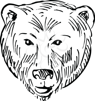Scratchboard style illustration of head of a brown bear Ursus arctos or grizzly bear viewed from front done on scraperboard on isolated background in black and white.