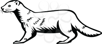Retro style illustration of a European mink, Russian mink or Eurasian mink, a semiaquatic species of mustelid native to Europe viewed from side on isolated background done in black and white style.