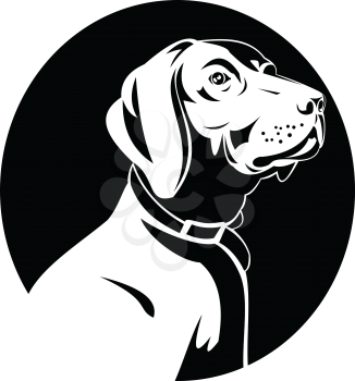 Retro style illustration of head of a German Shorthaired Pointer, a medium to large sized breed of hunting and gun dog developed in Germany isolated background black and white.
