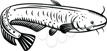 Retro woodcut style illustration of a Silurus biwaensis, the giant Lake Biwa catfish or Biwako-onamazu, a large predatory catfish endemic to Lake Biwa Japan on isolated background in black and white.