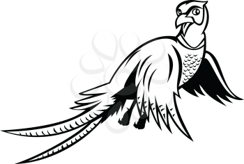 Cartoon style illustration of a ring-necked pheasant Phasianus colchicus, a game bird, flying up viewed from low angle on isolated background done in black and white style.