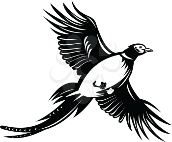 Retro style illustration of a ring-necked pheasant, a game bird in North America, flying up viewed from low angle on isolated background done in black and white style.