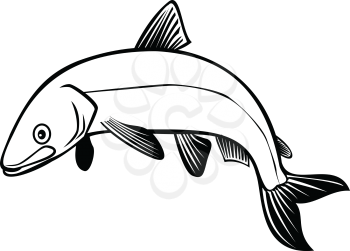 Retro style illustration of a bloater or Coregonus hoyi, a species or form of freshwater whitefish in the family Salmonidae, jumping up on isolated background done in black and white.