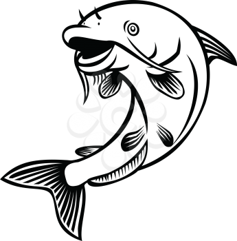 Cartoon style illustration of a blue catfish Ictalurus furcatus , North America's largest catfish species, jumping up on isolated white background done in black and white.