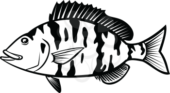 Cartoon style illustration of a pigfish, Orthopristis chrysoptera or piggy perch a member of the grunt family found in Atlantic coast of the United States, side view isolated done in black and white.