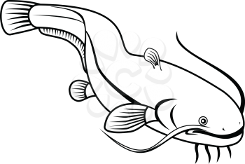 Retro style illustration of wels catfish also called sheatfish, a species of large catfish native to wide areas of central, southern and eastern Europe on isolated background done in black and white.