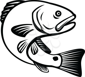 Illustration of a red drum, redfish, channel bass, puppy drum or spottail bass, a game fish found in the Atlantic Ocean from Florida to northern Mexico, jumping up done in black and white retro style.