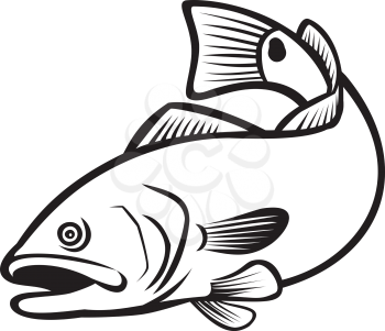 Illustration of a red drum, redfish, channel bass, puppy drum or spottail bass, a game fish found in the Atlantic Ocean from Florida to northern Mexico, jumping down in black and white retro style.