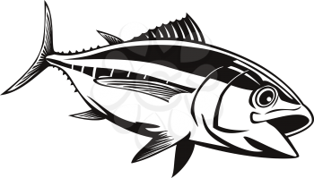 Retro style illustration of a bigeye tuna thunnus obesus, a species of true tuna of genus thunnus, belonging to the mackerel family scombridae swimming on isolated background done in black and white.