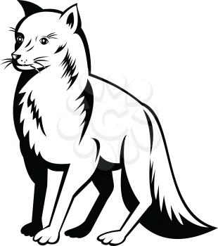 Retro black and white style illustration of an Arctic fox, also known as white fox, polar fox, or snow fox, a small fox native to the Arctic regions of the Northern Hemisphere on isolated background.