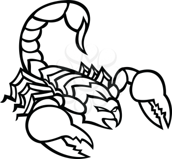 Black and white illustration of a scorpion, a predatory arachnid of the order Scorpiones, with sting in it's tail or venomous stinger about to strike on isolated background in retro style.