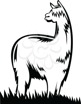 Retro black and white style illustration of a suri alpaca or huacaya one of the two breeds that make up the species vicugna pacos native to south america, viewed from side on isolated background.

