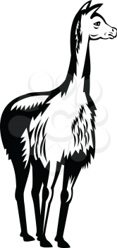 Retro woodcut black and white style illustration of a vicuna or vicugna, a wild South American camelids which live in the high alpine areas of the Andes viewed from front on isolated background.