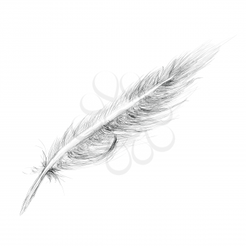 Feather Hand drawn Sketch Isolated on white 