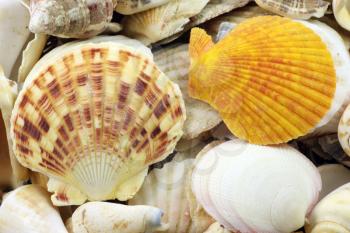 Royalty Free Photo of Seashells