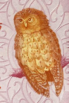 Serendib scops owl on 20 rupees 2010 banknote from Sri Lanka.