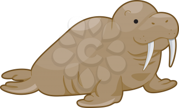 Royalty Free Clipart Image of a Walrus