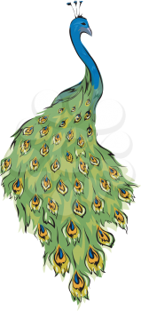 Illustration Featuring a Peacock with its Colorful Feathers Displayed