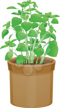 Illustration Featuring Potted Basils