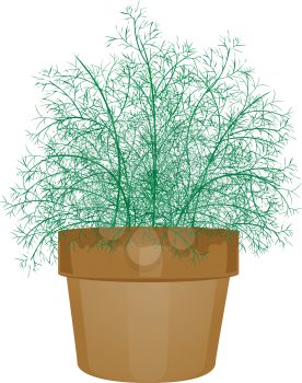 Illustration of a Potted Dill Leaves