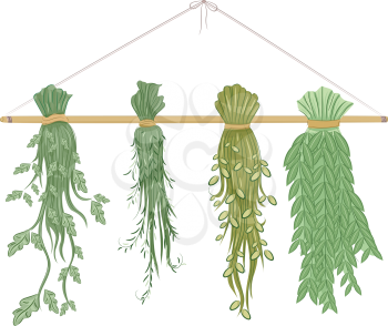 Illustration Featuring Herbs Being Dried