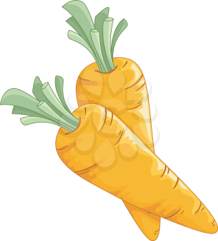 Illustration of a Pair of Freshly Picked Carrots