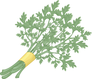 Illustration of a Bunch of Parsley Stalks Bound Together