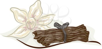 Illustration of a Bundle of Vanilla Stalks with a Vanilla Flower Beside It