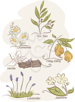 Illustration Featuring the Flowers of Different Herbal Plants