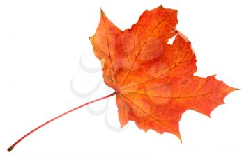 Royalty Free Photo of an Autumn Maple Leaf