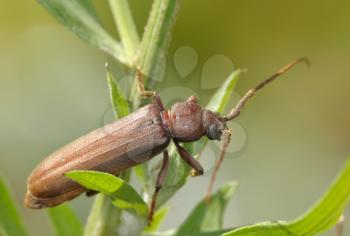 Royalty Free Photo of a Brown Bug on a Plant