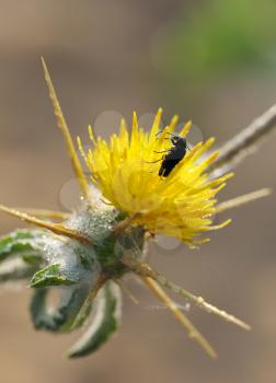 Royalty Free Photo of a Black Bug on a Flower