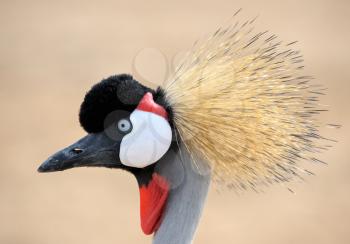 Royalty Free Photo of a Crowned Crane