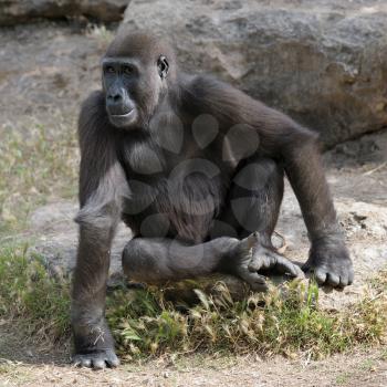 Royalty Free Photo of a Gorilla