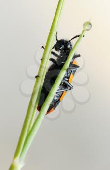Royalty Free Photo of a Beetle on a Plant