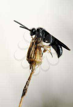 Royalty Free Photo of a Small Black Bug on a Dried Plant