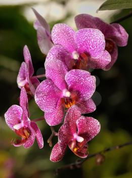 Royalty Free Photo of a Bright Pink Flowers