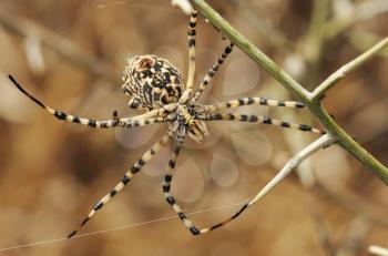 Royalty Free Photo of a Spider on Grass