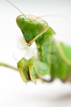 Royalty Free Photo of a Praying Mantis Closeup