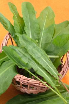 Royalty Free Photo of Sorrel Leaves in a Basket