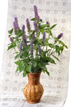 Royalty Free Photo of Korean Mint With Purple Flowers