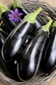 Royalty Free Photo of Eggplants in a Basket
