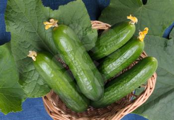 Royalty Free Photo of Cucumbers in a Basket Against Leaves