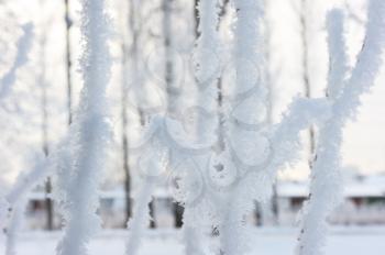 Royalty Free Photo of Trees Covered in Hoarfrost