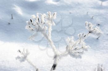 Royalty Free Photo of Trees Covered With Frost