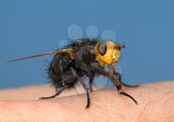 Royalty Free Photo of a Black Fly With a Yellow Head Resting on a Finger